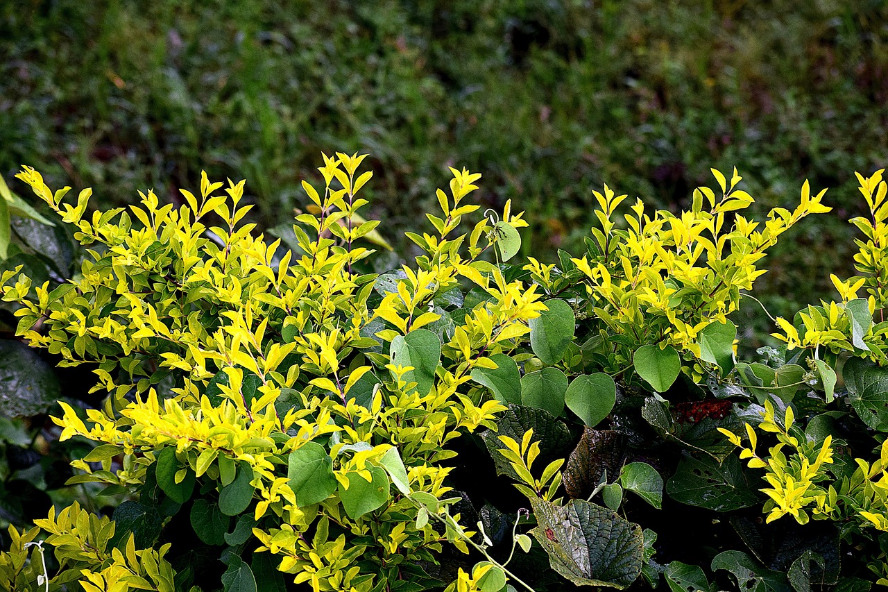 tree, plants, nature-2880027.jpg